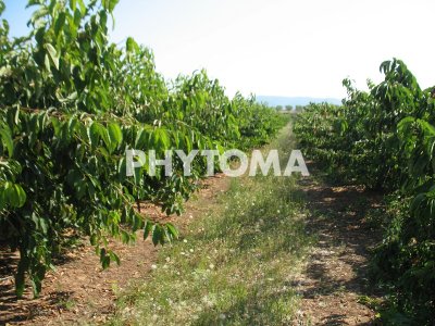 Xylella fastidiosa